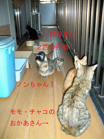 2007.10.10-320猫たち集団.jpg