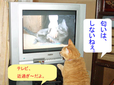 モモーテレビ2010-05-08_1845.jpg
