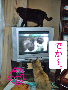 猫テレビ2010-05-08_1843.jpg